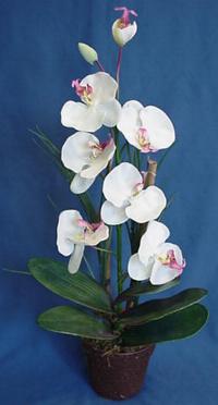 phalaenopsis artificial orchid plant